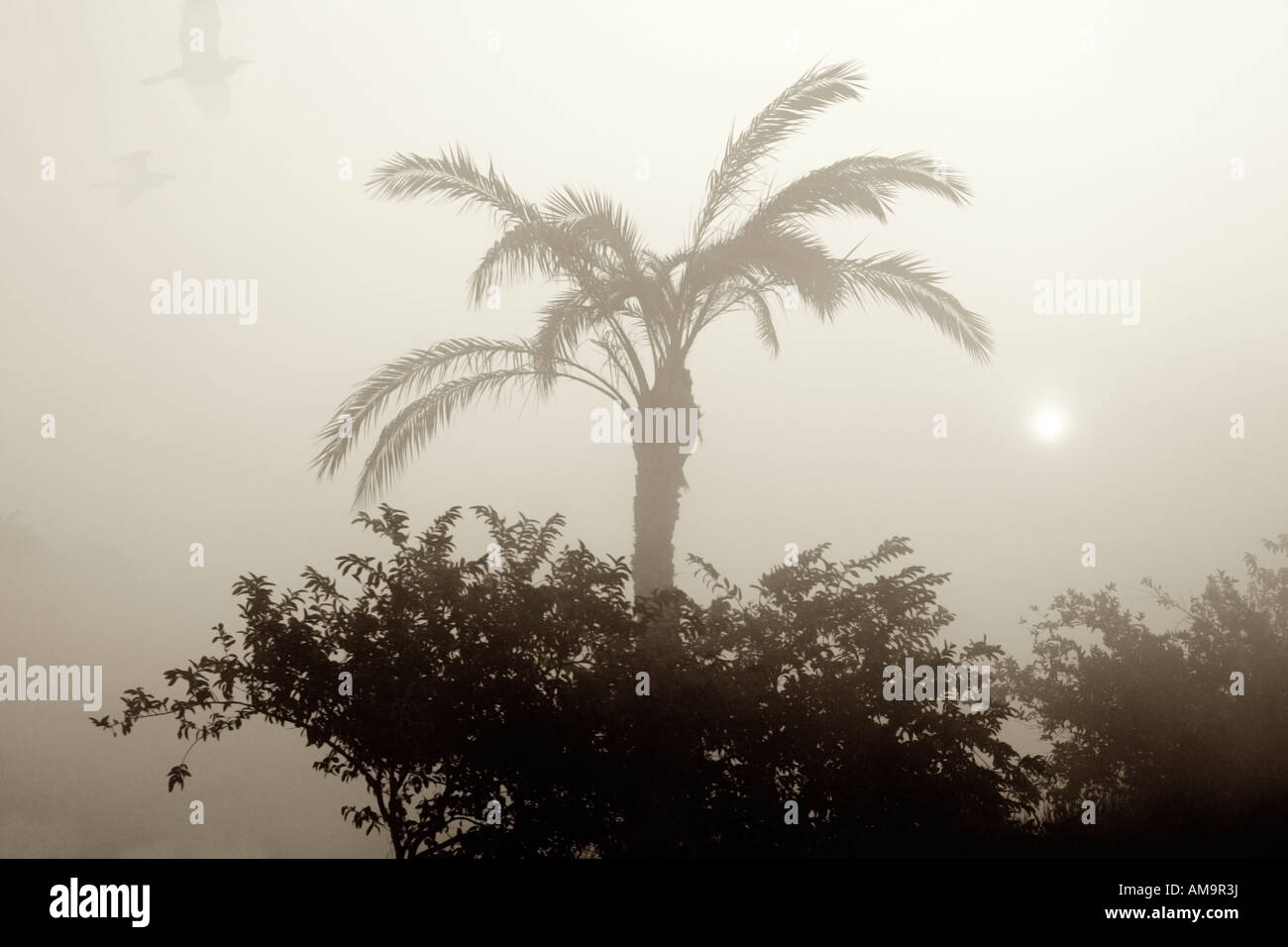 Sonnenaufgang über frühen Morgennebel hinter Palmen am Kanalufer mit vagen Umriss des Fliegens Reiher, Mittelägypten, Afrika Stockfoto