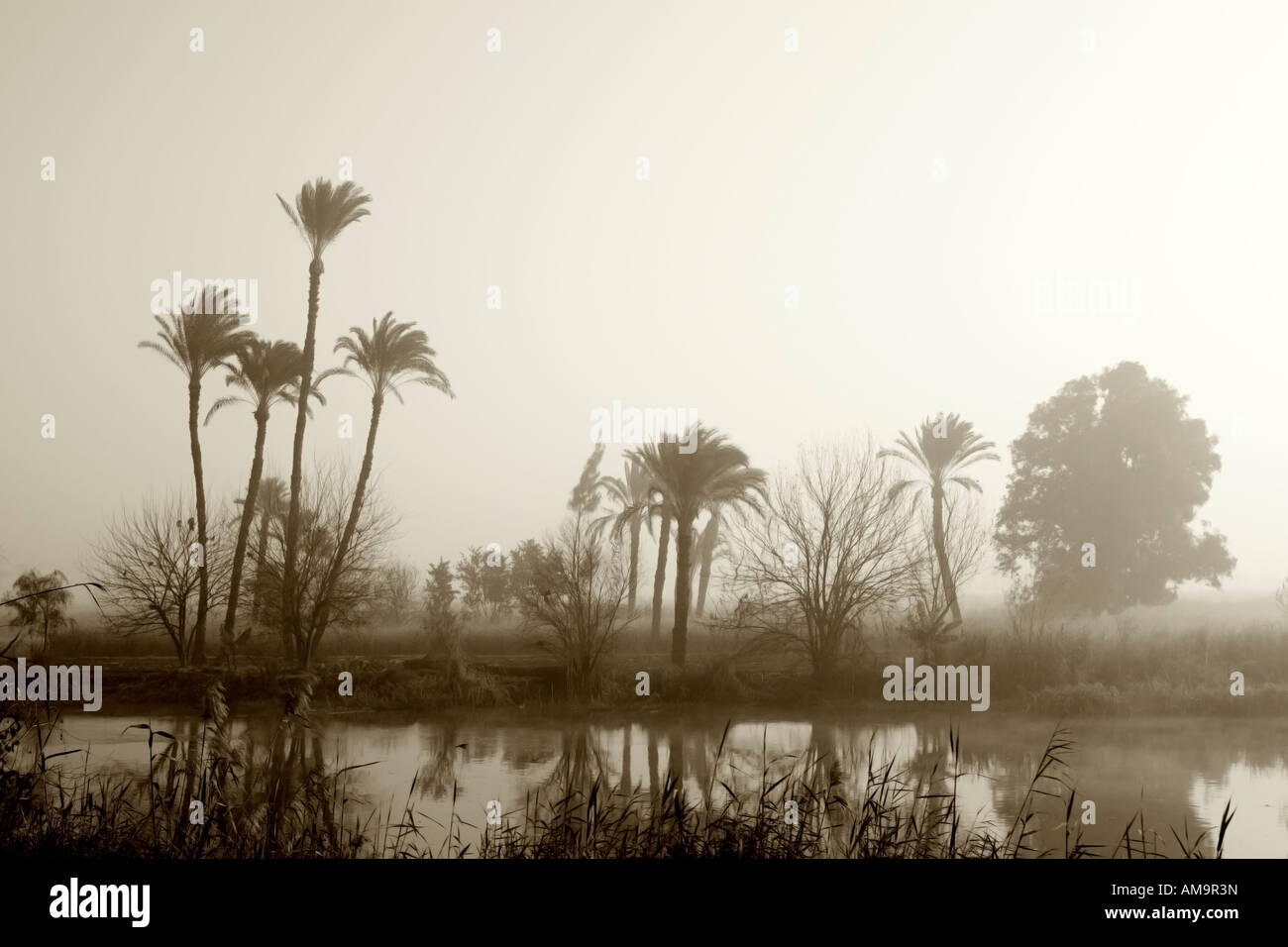 Sonnenaufgang über frühen Morgennebel hinter Palmen am Kanal Bank, Mittelägypten, Afrika Stockfoto
