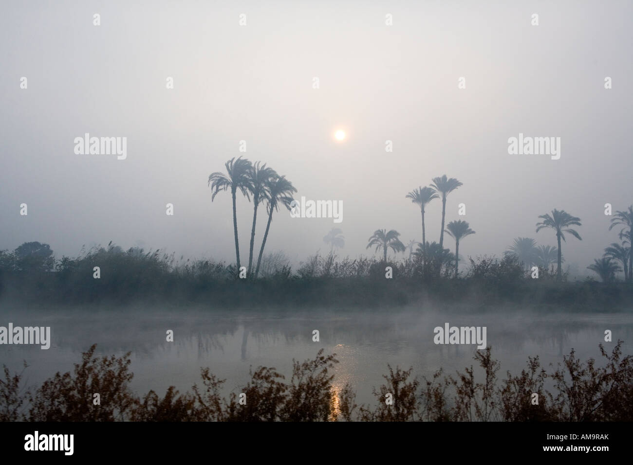 Sonnenaufgang über frühen Morgennebel hinter Palmen am Kanal Bank, Mittelägypten, Afrika Stockfoto