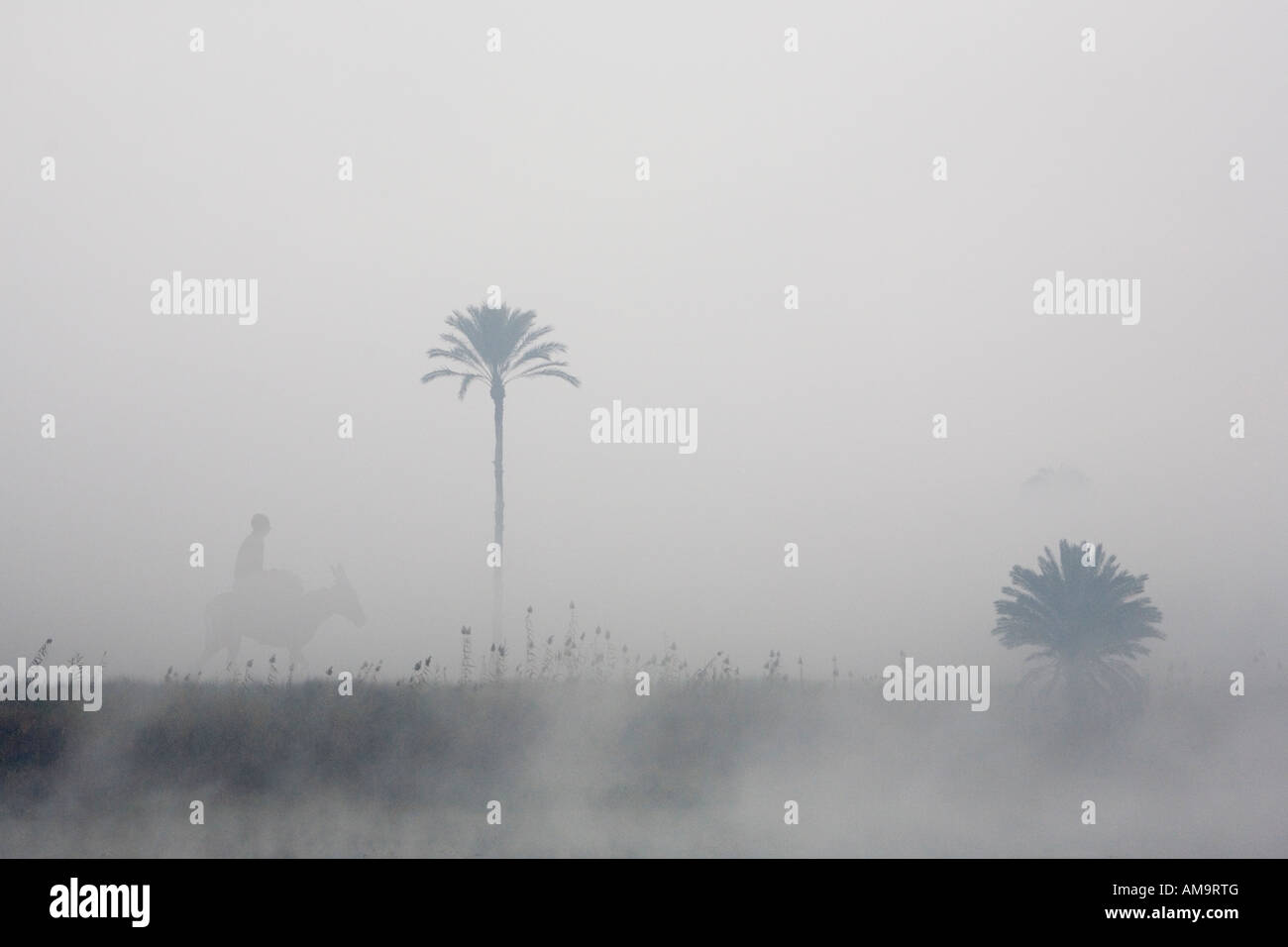 Sonnenaufgang über frühen Morgennebel hinter Palmen am Kanal Bank, Mittelägypten, Afrika Stockfoto