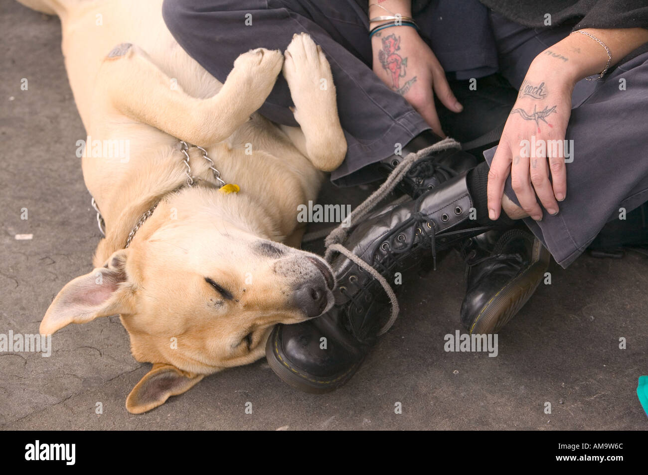 Obdachloser Mann und Hund auf der Straße in Covent Garden in London mit seinem Hund Stockfoto