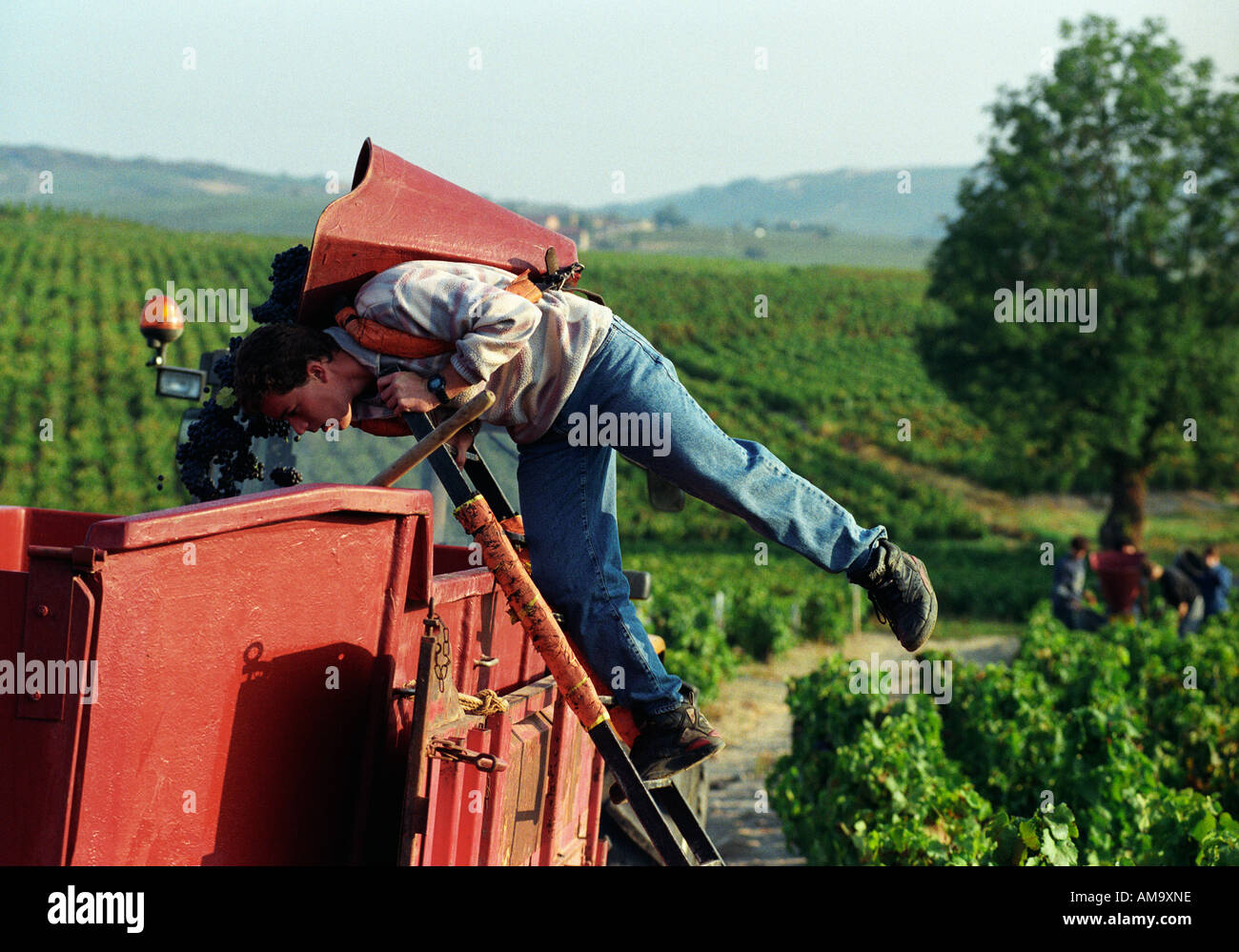 Weinlese in Beaujolais Frankreich A Mann Emties seinen Eimer Stockfoto