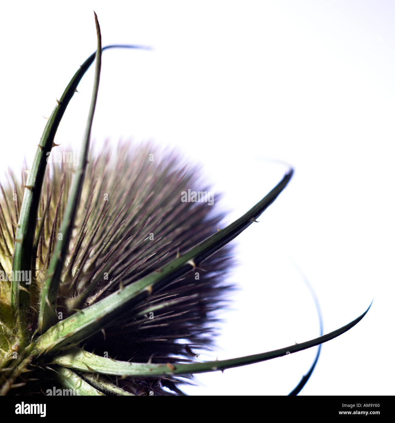 Nahaufnahme des Kopfes eine große Distel Stockfoto