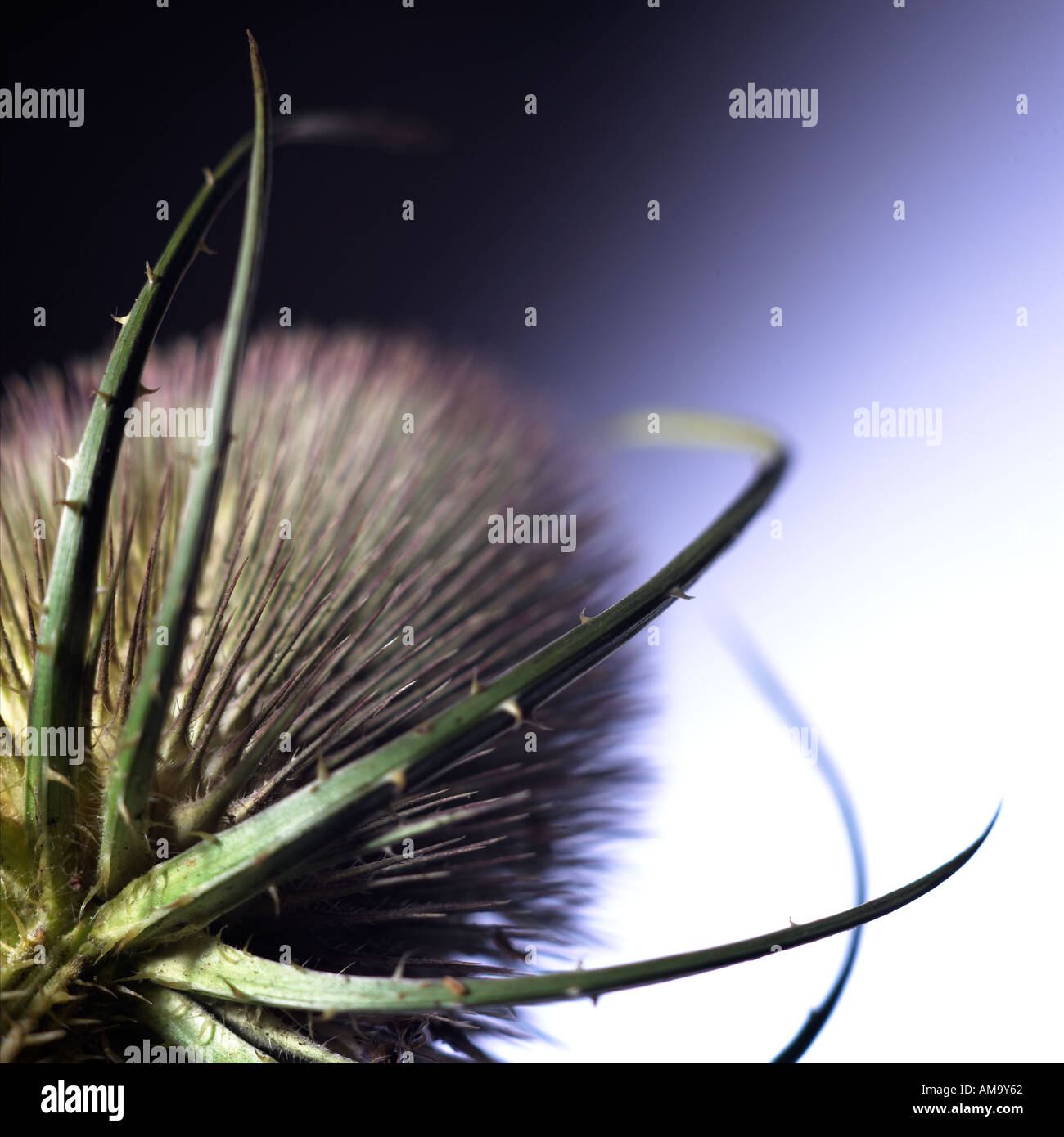 Nahaufnahme des Kopfes eine große Distel Stockfotografie Alamy