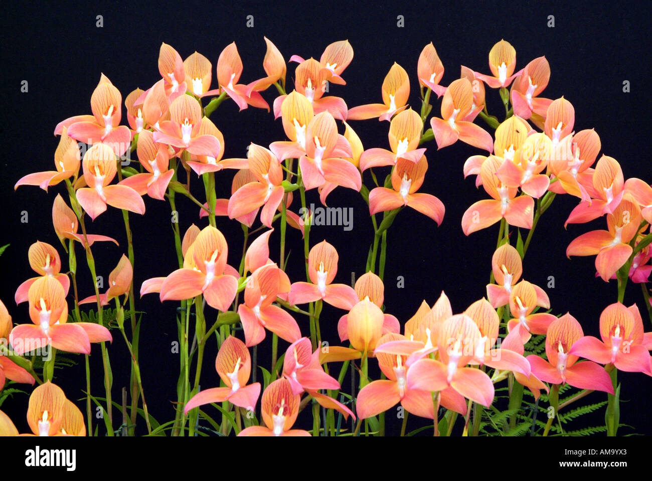 Hellen, lebhaften Tag Leuchten Blütenknospe Kopf nahe Stengel bis Makro Blütenblatt Vene gelb orange rosa Farbe England UK Vereinigtes Stockfoto