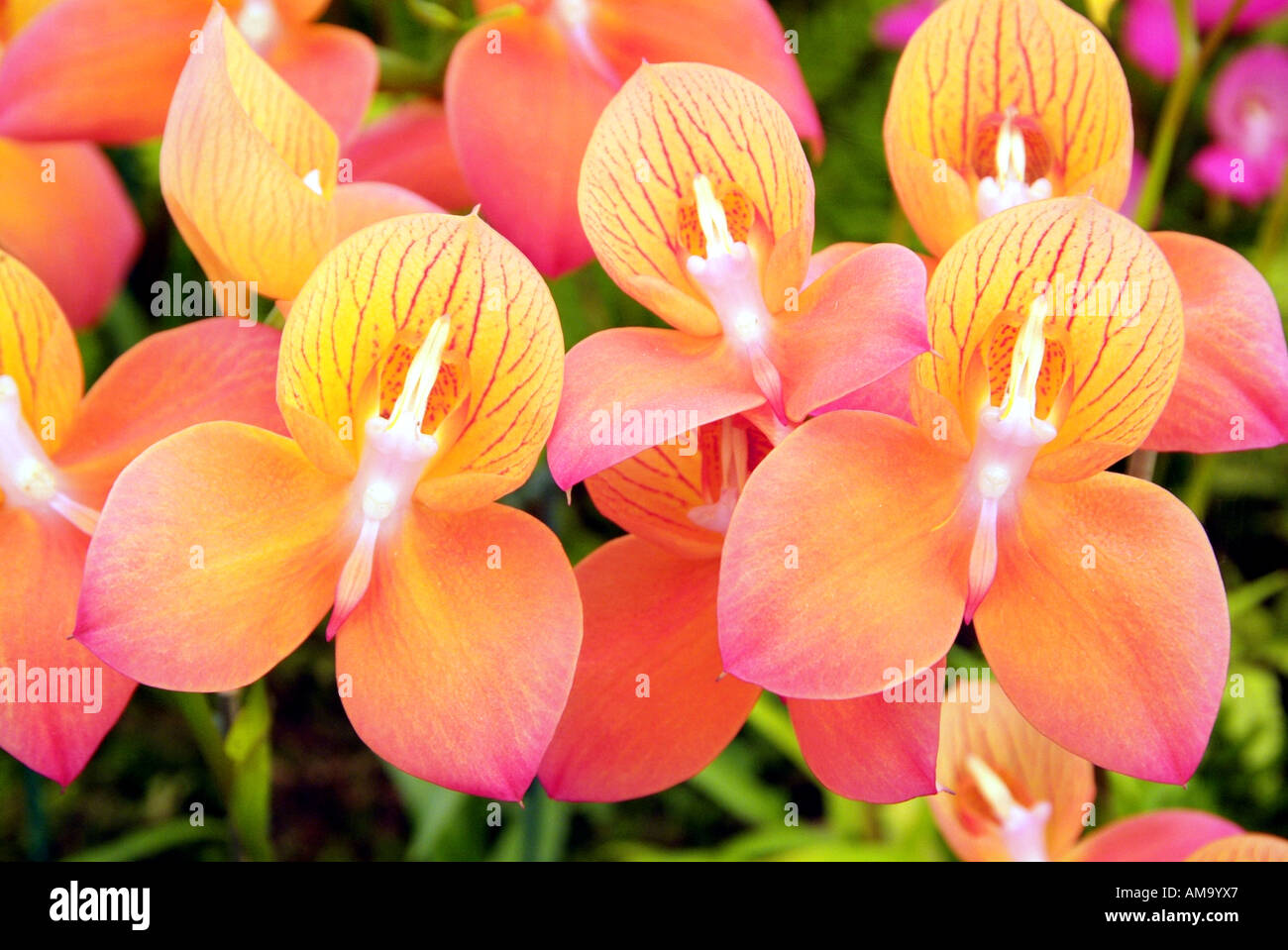 Hellen, lebhaften Tag Leuchten Blütenknospe Kopf nahe Stengel bis Makro Blütenblatt Vene gelb orange rosa Farbe England UK Vereinigtes Stockfoto
