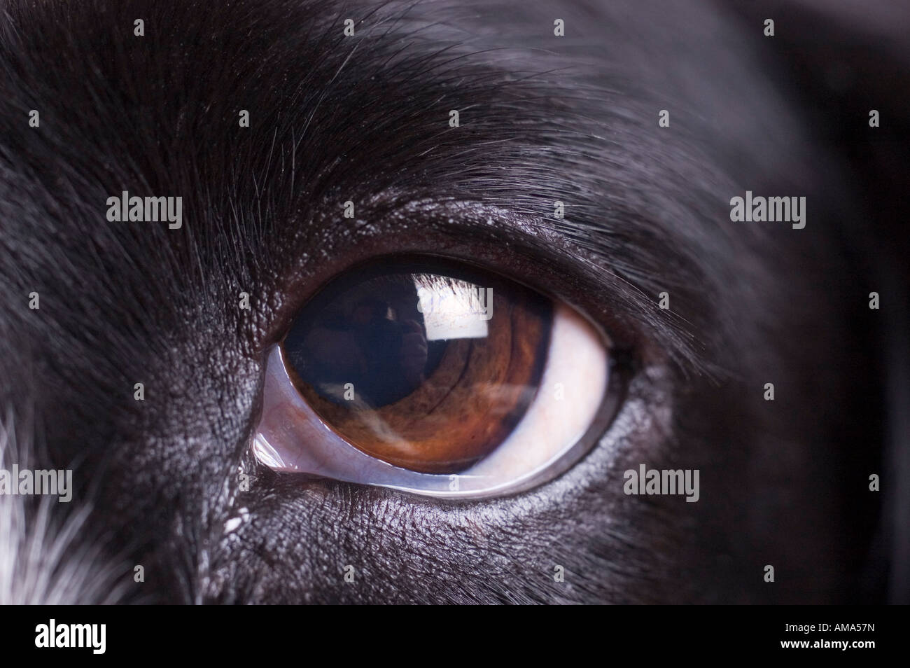 Englisch Springer Spaniel Auge hautnah Stockfoto