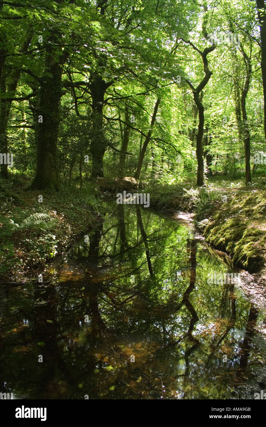 Refelction Bäume in einem Pool, Golitha Wasserfälle Stockfoto