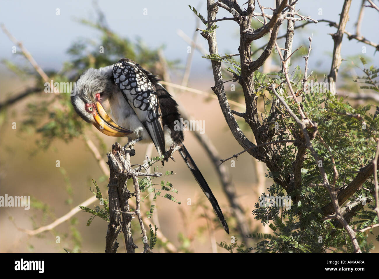 Southern Yellow Billed Hornbill in Südafrika Stockfoto