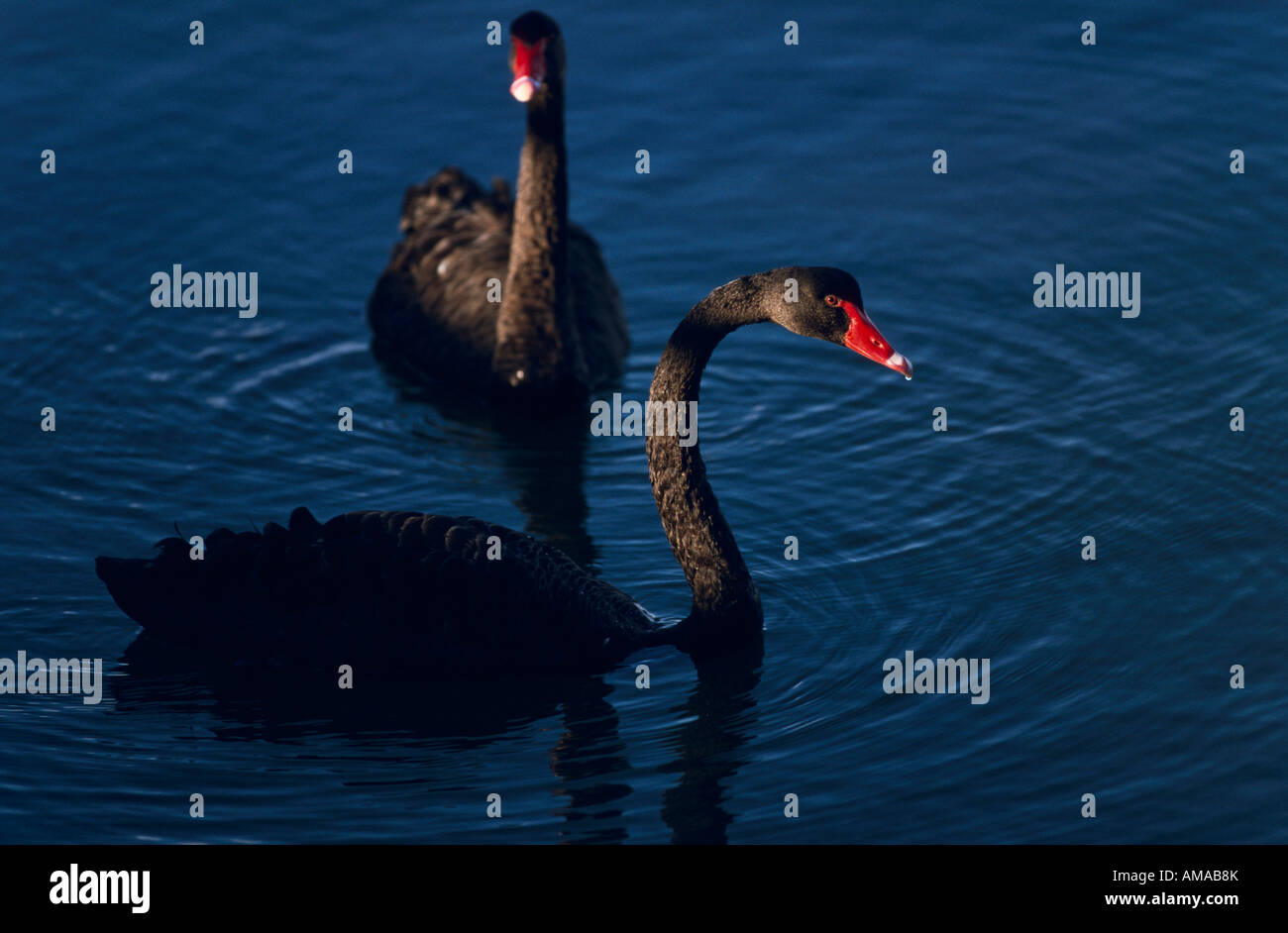 Schwarze Schwäne, Australien Stockfoto