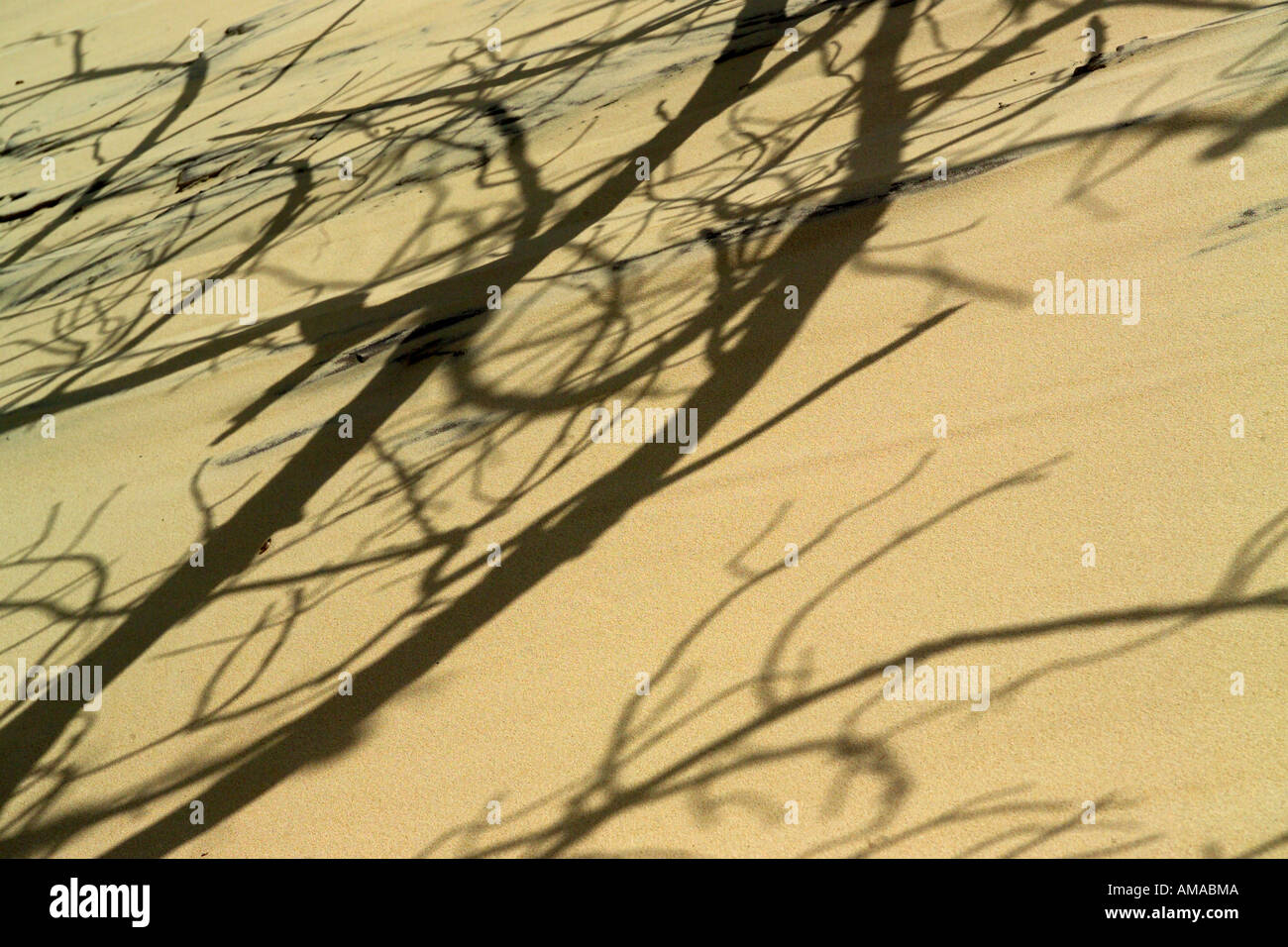 Baum Schatten auf Sand Stockfoto