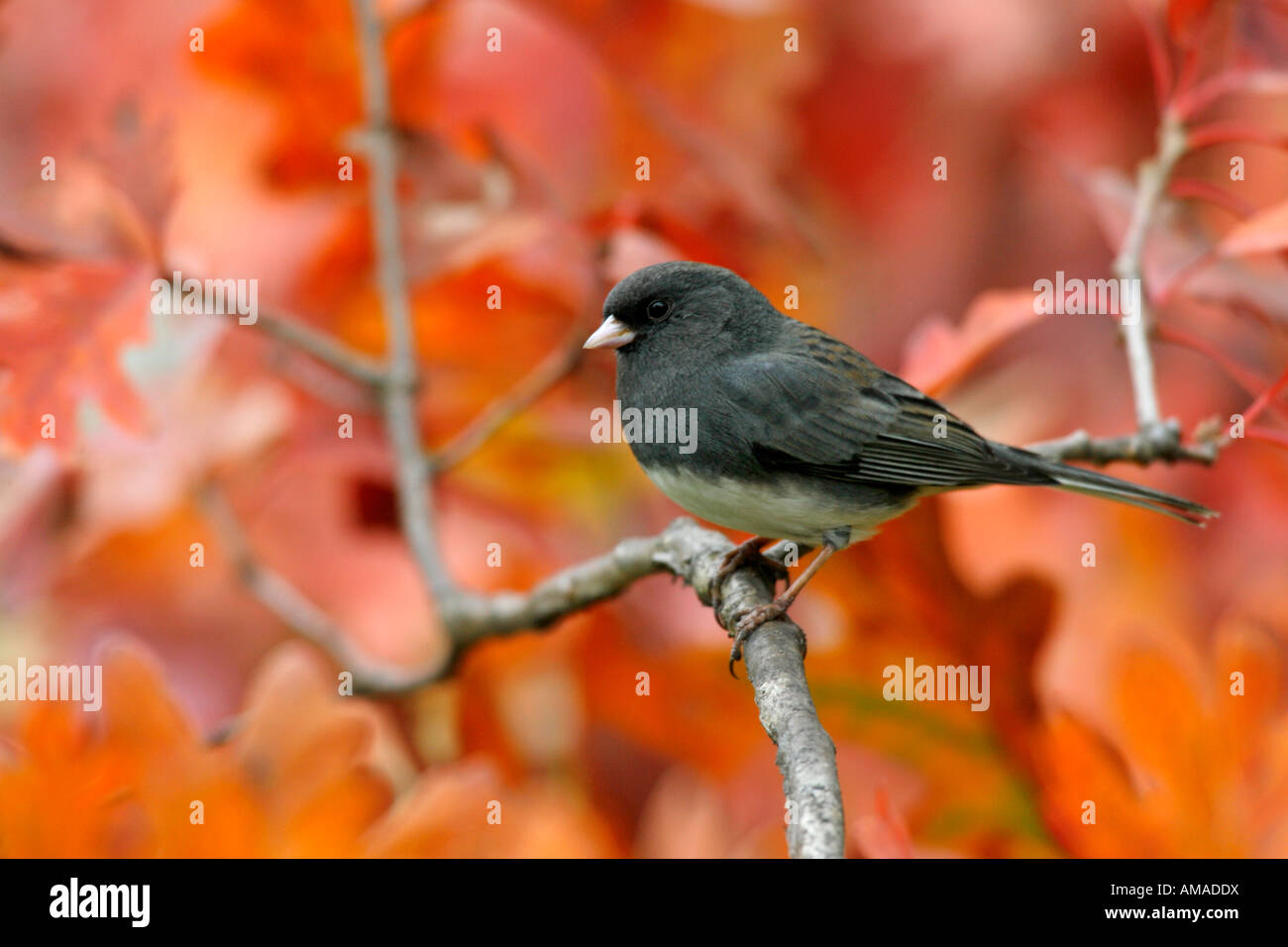 Dunkel-gemustertes Junco in Herbst Oak Tree Stockfoto