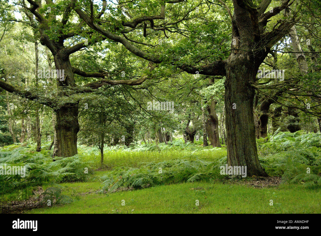 Alte Eichen Cannock Chase Stockfoto