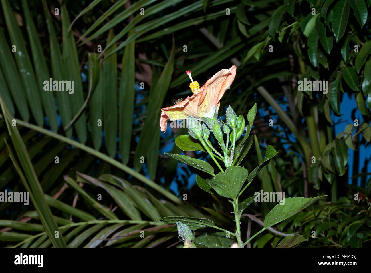 Hibiscus Coast Cottonwood/Baum bedeckt mit Blattläusen mit Honey Bee Fütterung Hibiscus tiliaceous Stockfoto