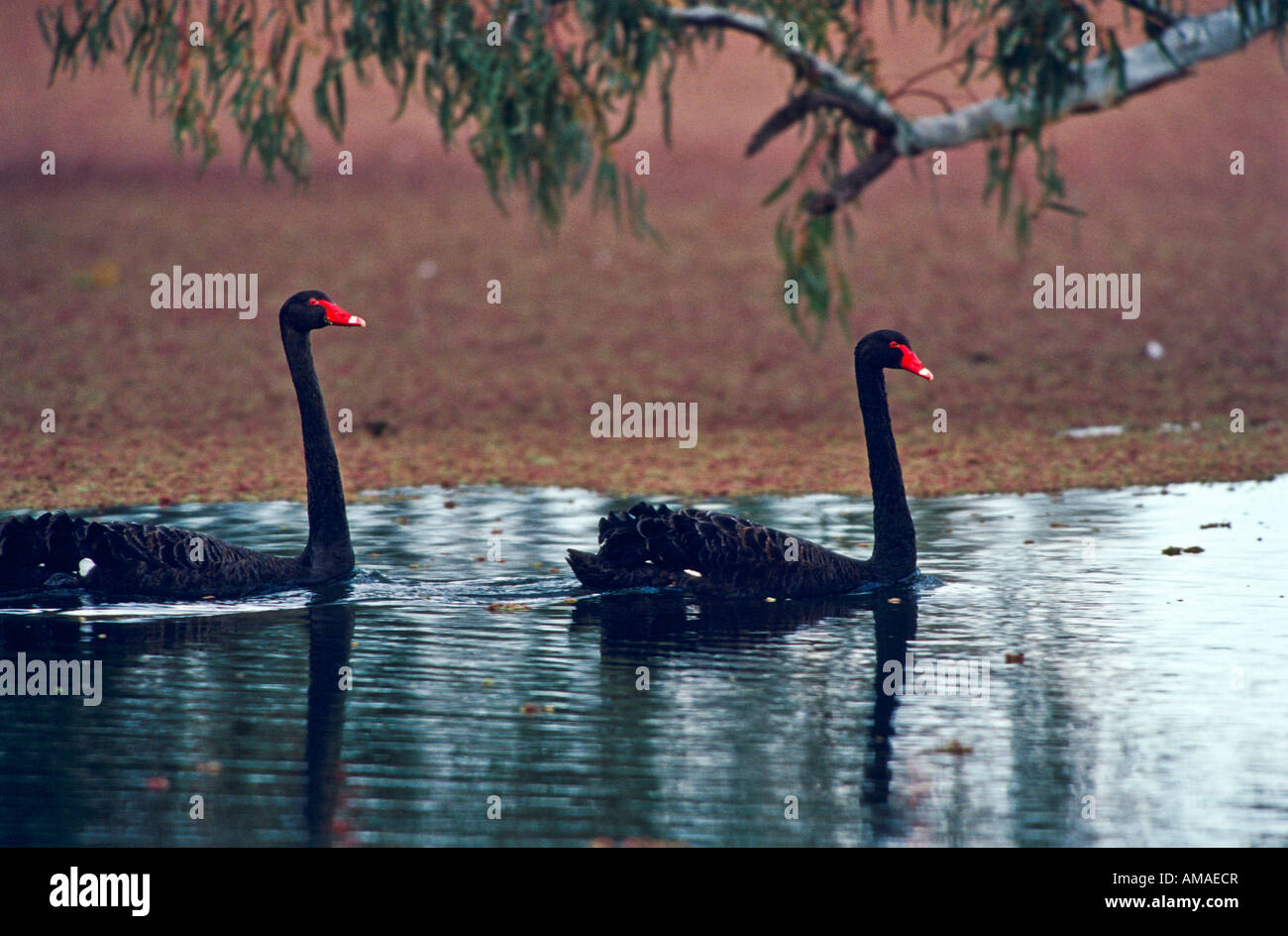 Schwarze Schwäne, Australien Stockfoto
