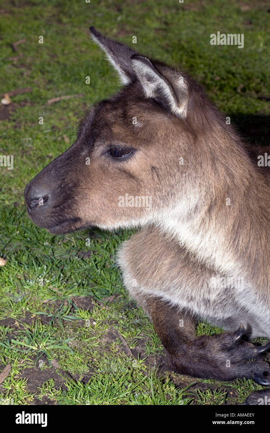 Westlichen Grey Kangaroo - Macropus Fuliginosus-Familie Macropodidae Stockfoto