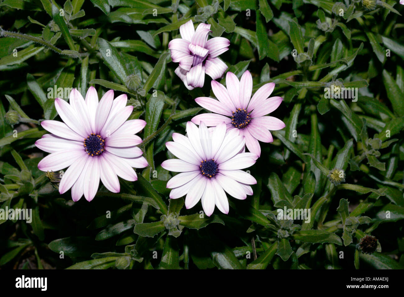 Regen Sie Daisy Flower-Mitglied der Familie Asteraceae - Dimorphotheca pluvialis Stockfoto