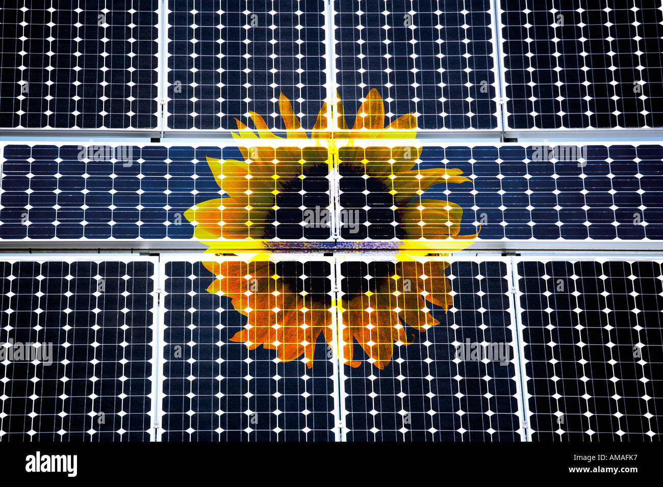 Sonnenblume hinter Solarzellen Stockfoto
