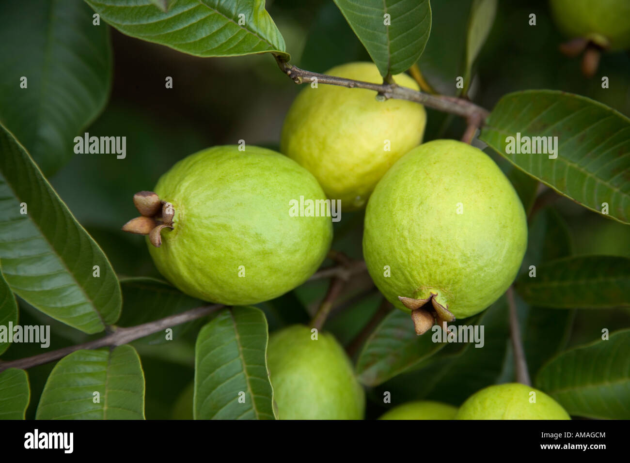 Reifende Guavafrüchte auf Ast. Stockfoto
