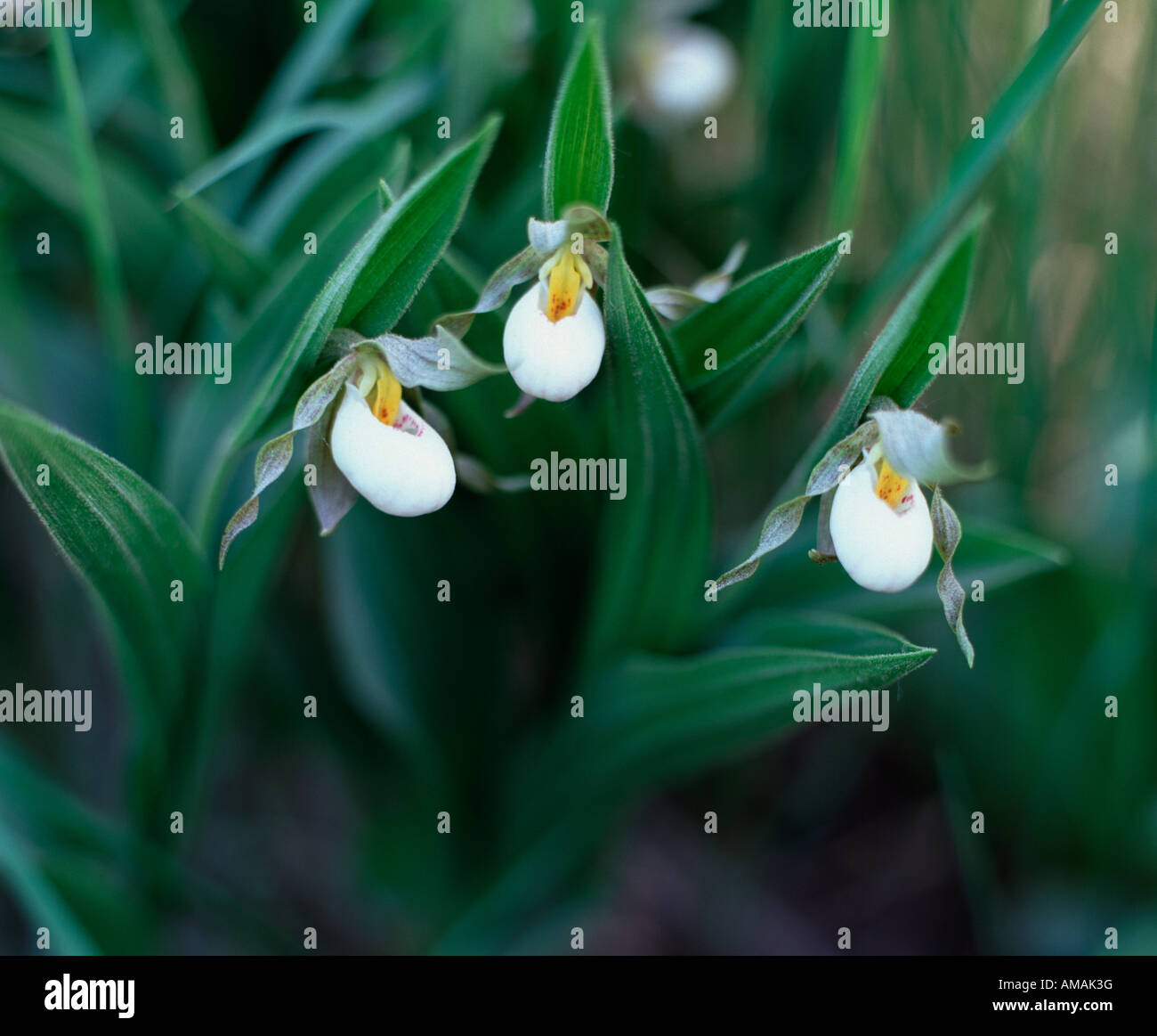 kleine weiße Frauenschuh Orchideen (Cypripedium Candidum) Stockfoto