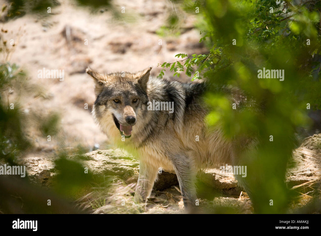 Ein Kojote in freier Wildbahn Stockfoto