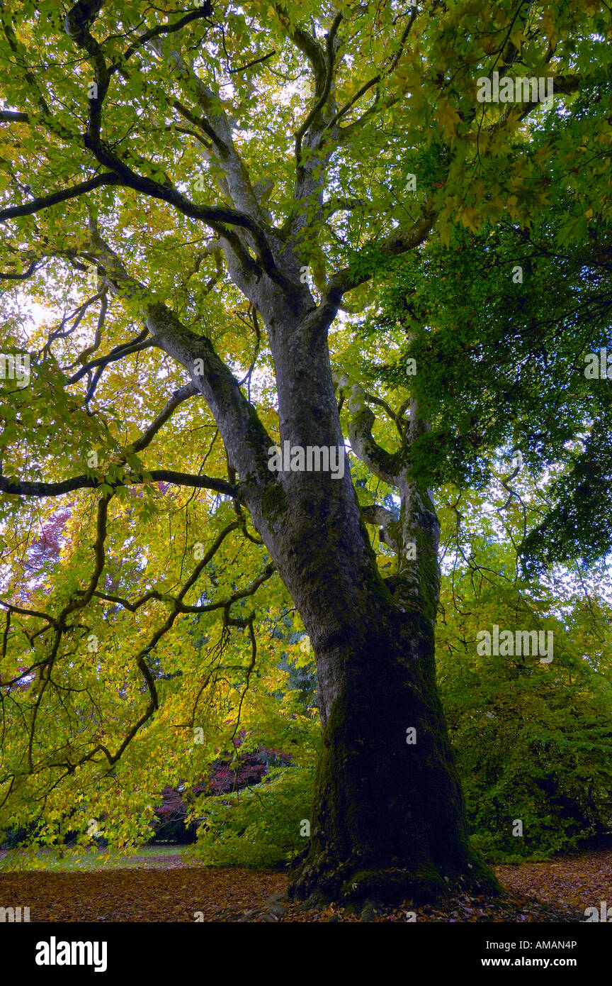 Orientalische Platane Platanus orientalis Stockfoto
