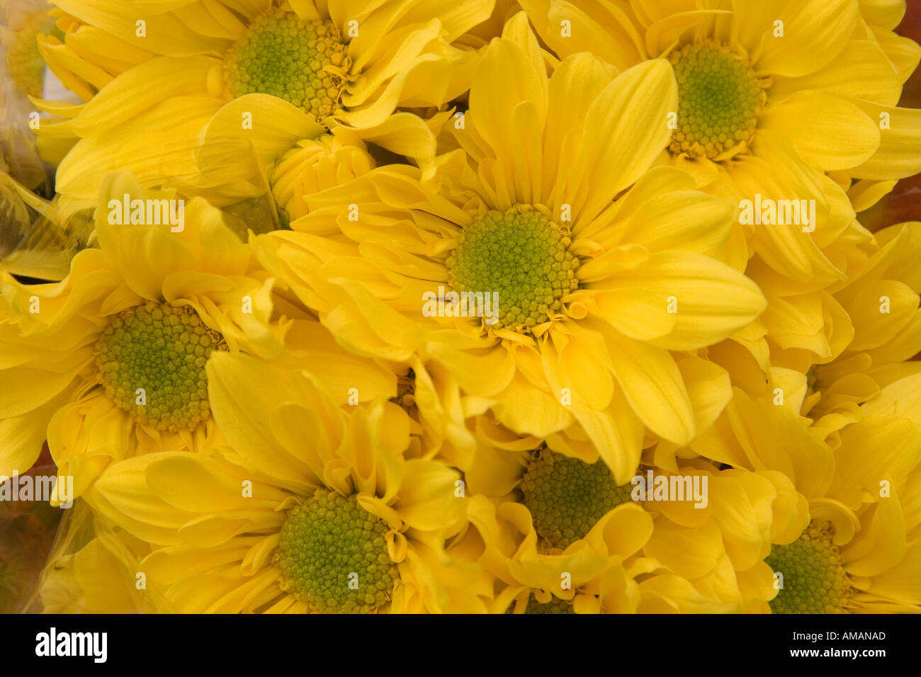 Nahaufnahme von einem Bouquet von gelben Chrysanthemen Stockfoto