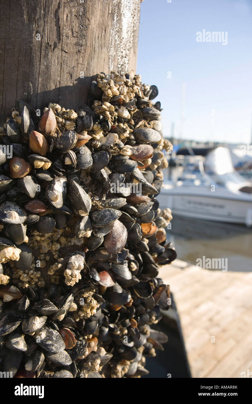 Muscheln und Seepocken an einer hölzernen Säule befestigt Stockfoto