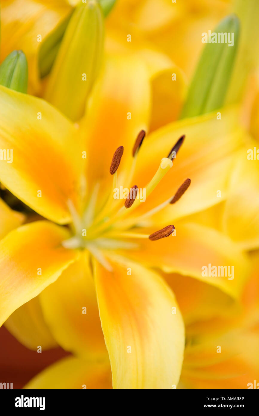 Eine gelbe Lilie Stockfoto