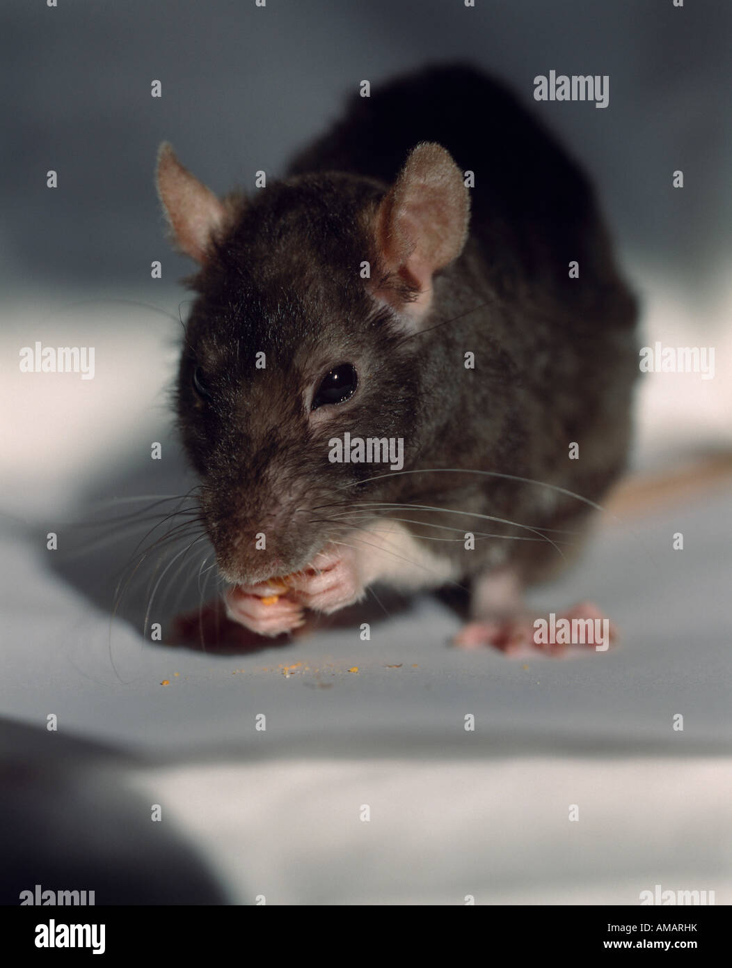 Maus, die Krümel zu essen Stockfoto