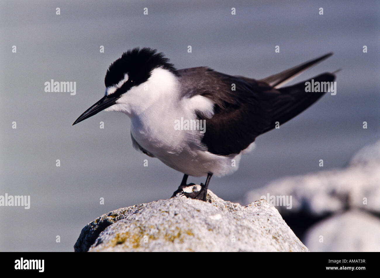 ^ Gezügelten Seeschwalbe, Australien Stockfoto