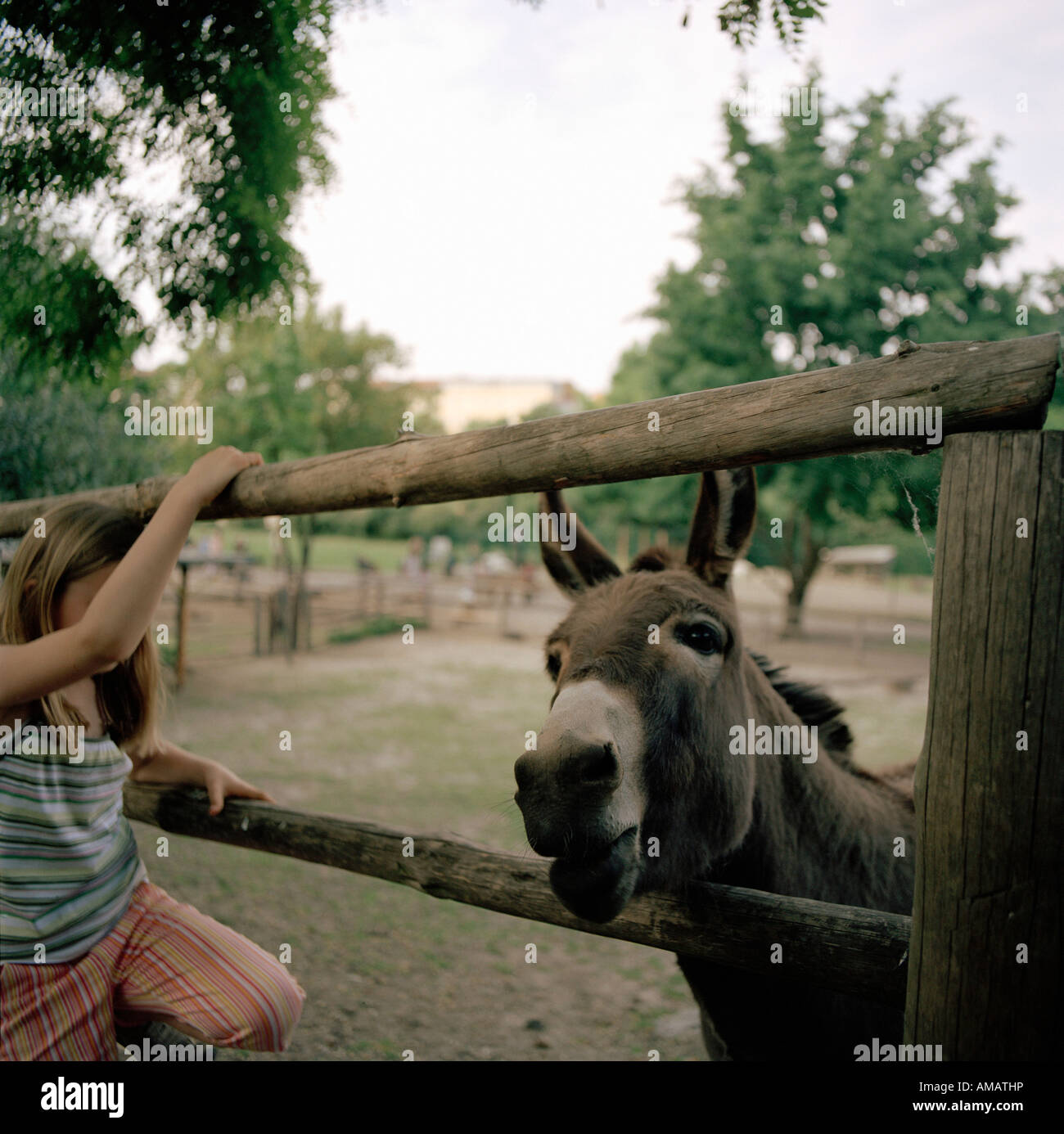 Ein Mädchen betrachtet man einen Esel Stockfoto
