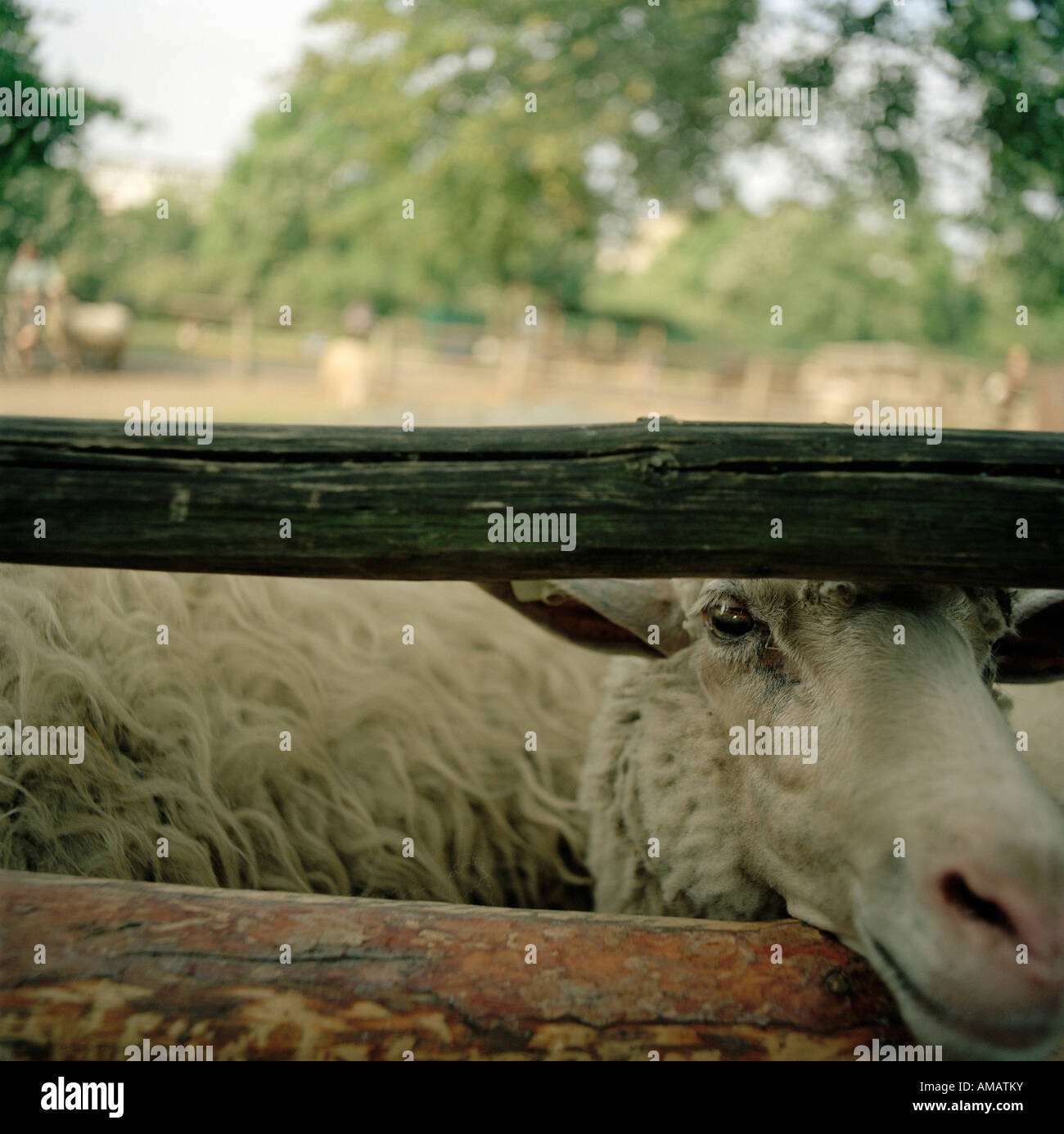 Ein Schaf auf der Suche durch einen Zaun Stockfoto