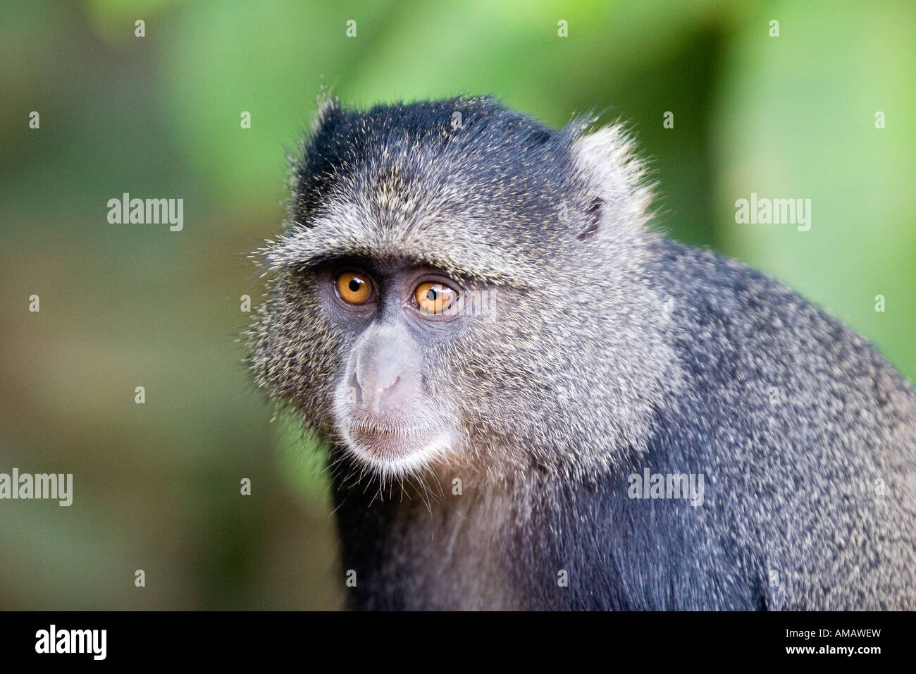 Sykes Affen führen albogularis Stockfoto