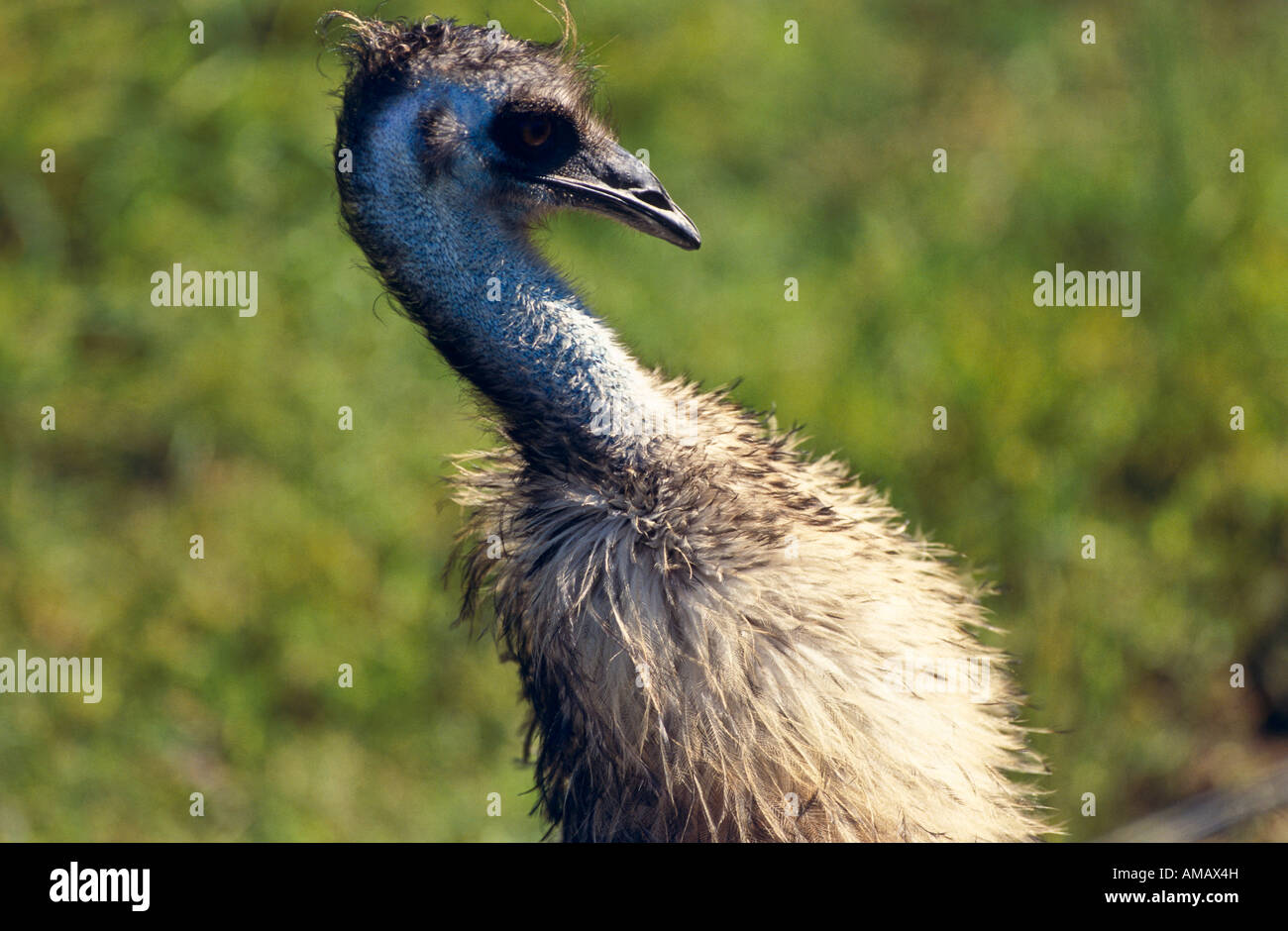 Emu, Australien Stockfoto