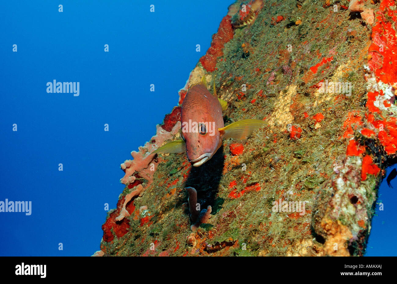 Edelfische grauer Schnapper Lutjanus früh Niederländische Antillen-Bonaire-Karibik Stockfoto