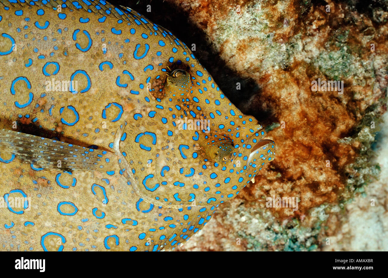 Peacock Flunder Bothus Lunatus Niederländische Antillen-Bonaire-Karibik Stockfoto