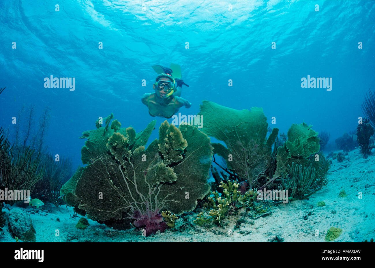 Schnorchler Umfragen Korallenriff Guadeloupe-Antillen-Karibik Stockfoto
