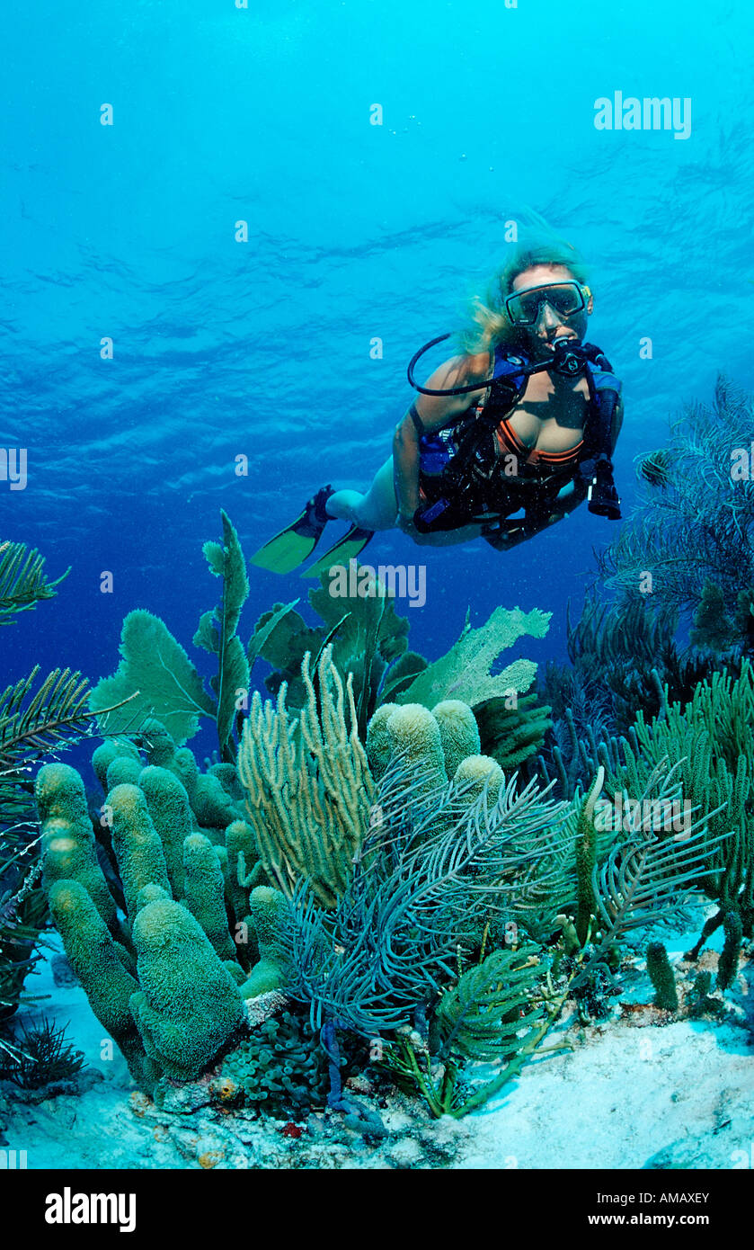 Taucher und Korallen Riff-Niederländische Antillen-Bonaire-Karibik Stockfoto