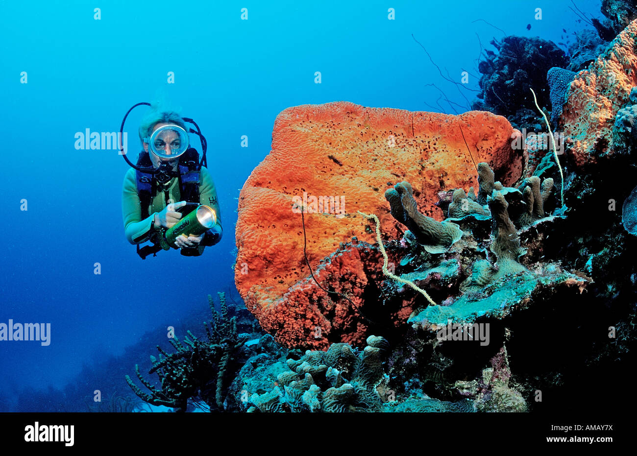 Taucher und Orange Elephant Ear Sponge Agelas Clathrodes Niederländische Antillen-Bonaire-Karibik Stockfoto