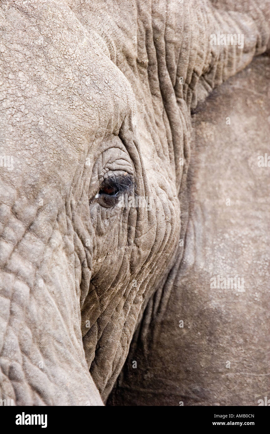 Close-up Elefanten Auge Stockfoto