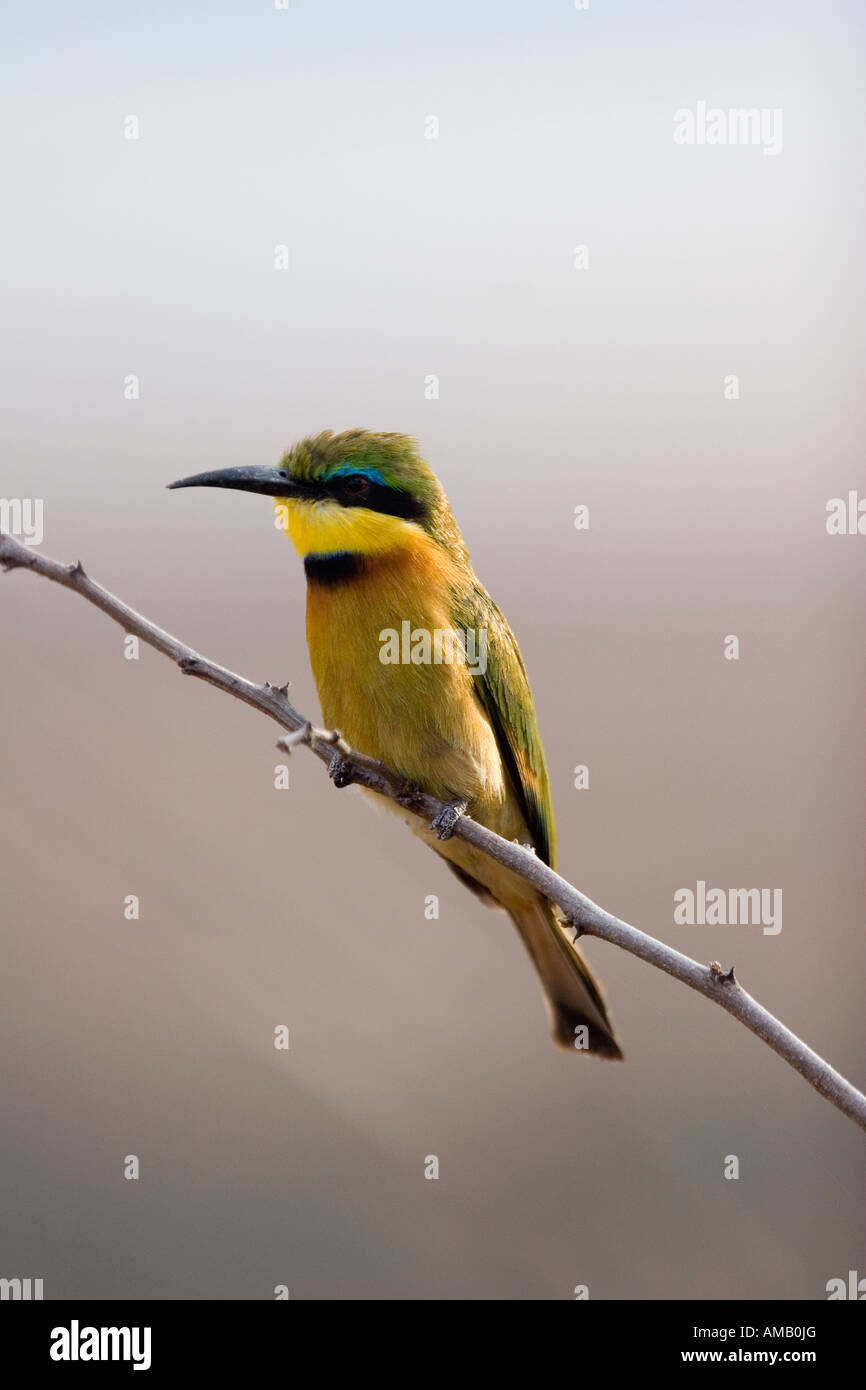 kleine Bienenfresser Merops percivali Stockfoto