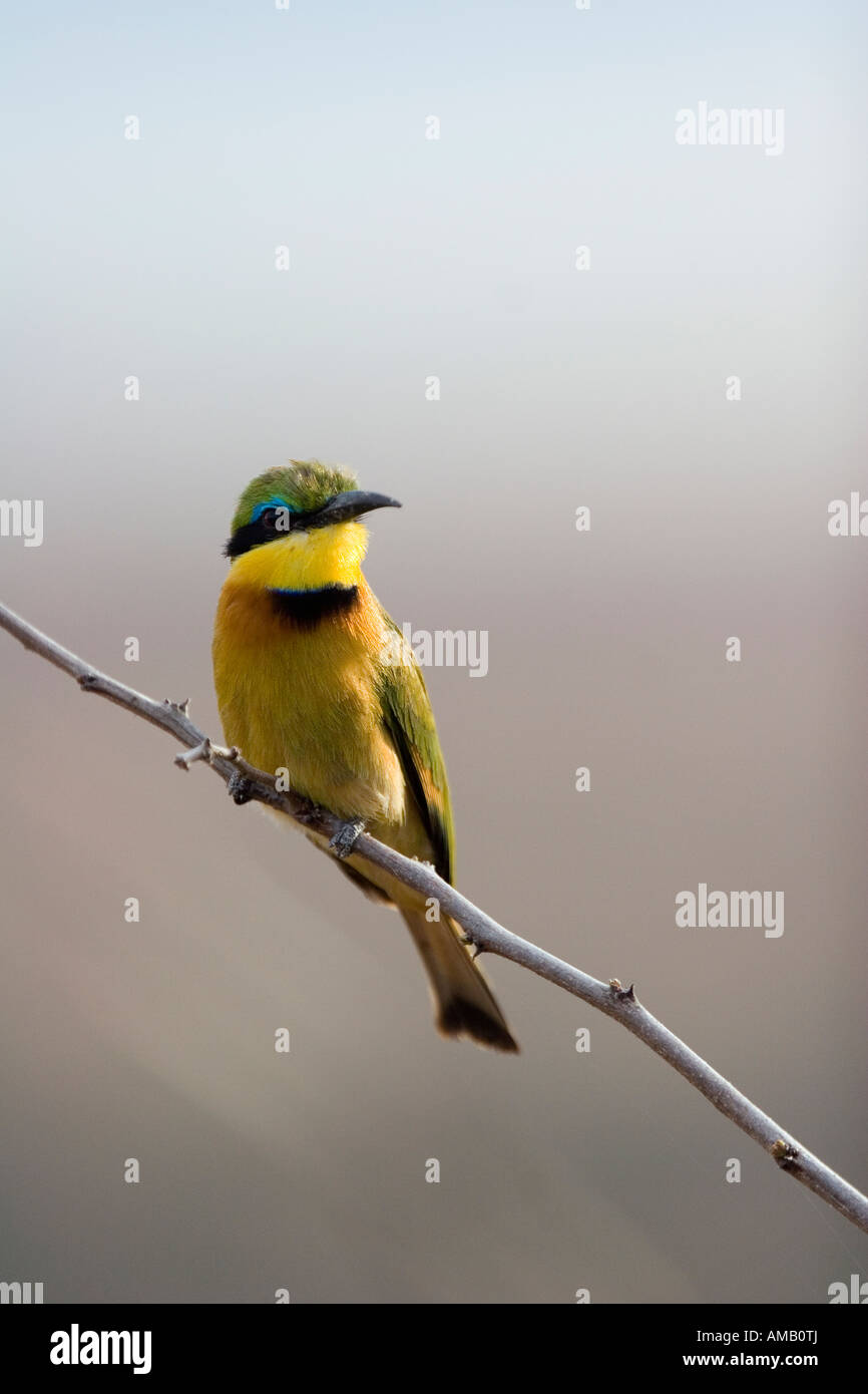 kleine Bienenfresser Merops percivali Stockfoto