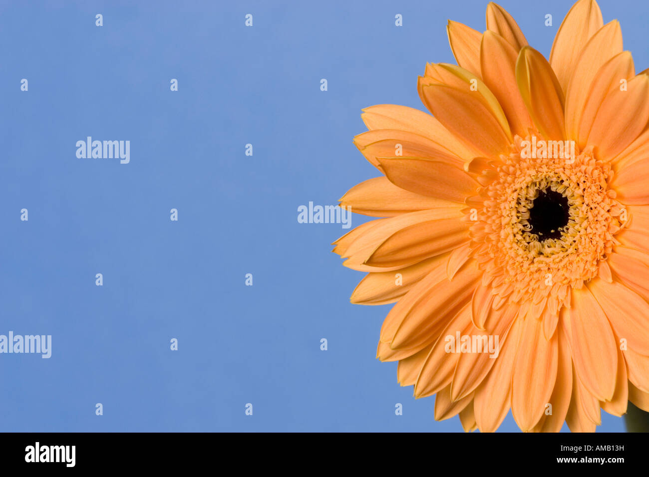 Orange Gerber daisy Stockfoto