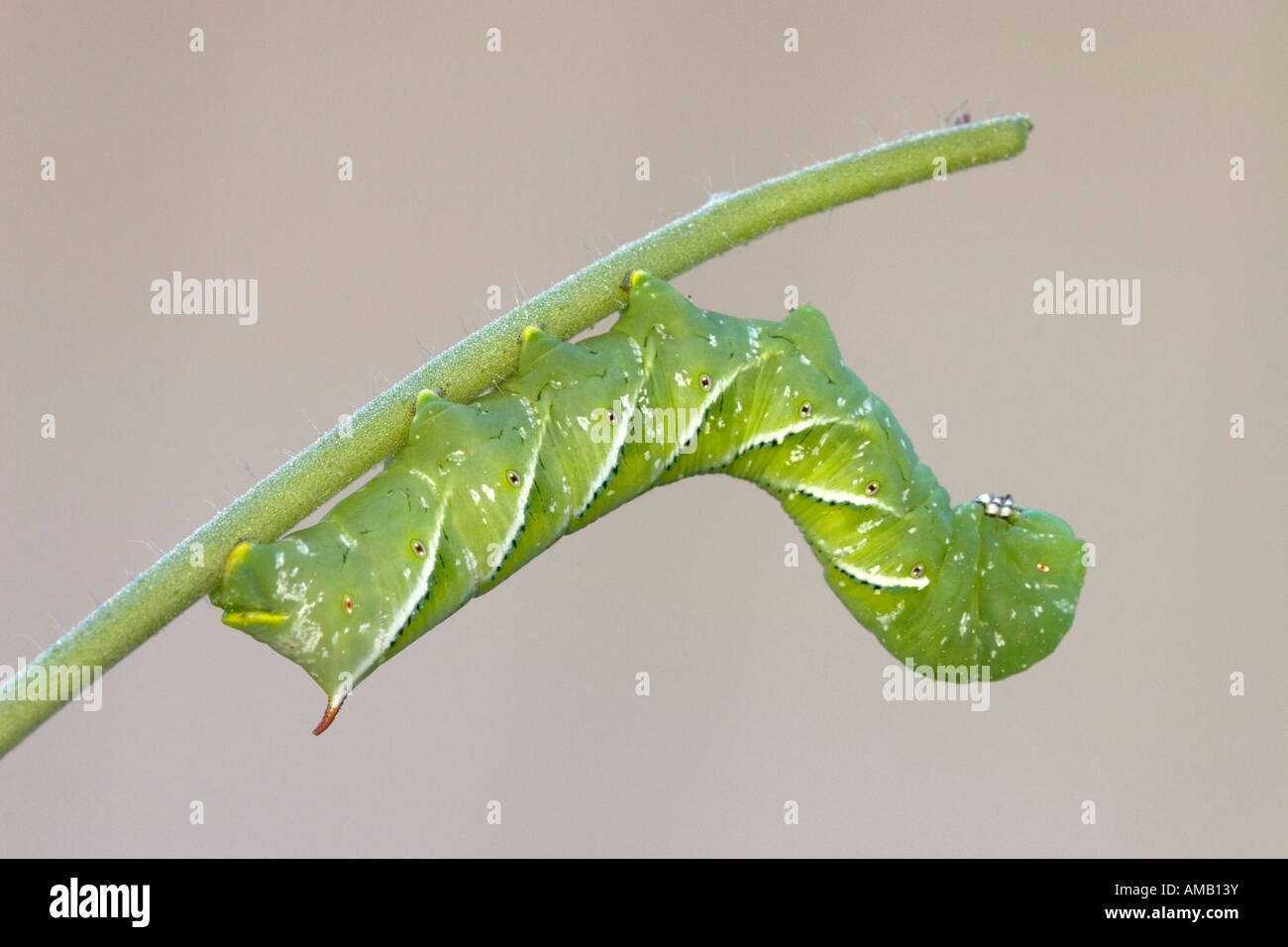 Tabak Hornworm Raupe Stockfoto