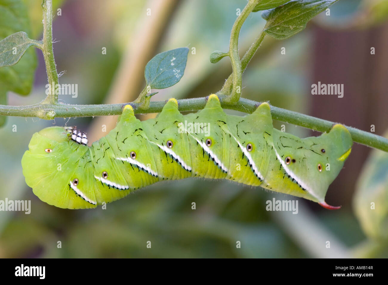 Kopf einer Raupe Stockfoto