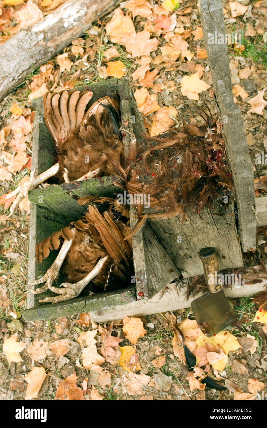 Hühner geschlachtet für Lebensmittel aus einem öffentlichen Park Demonstration Stadtbauernhof. Stockfoto
