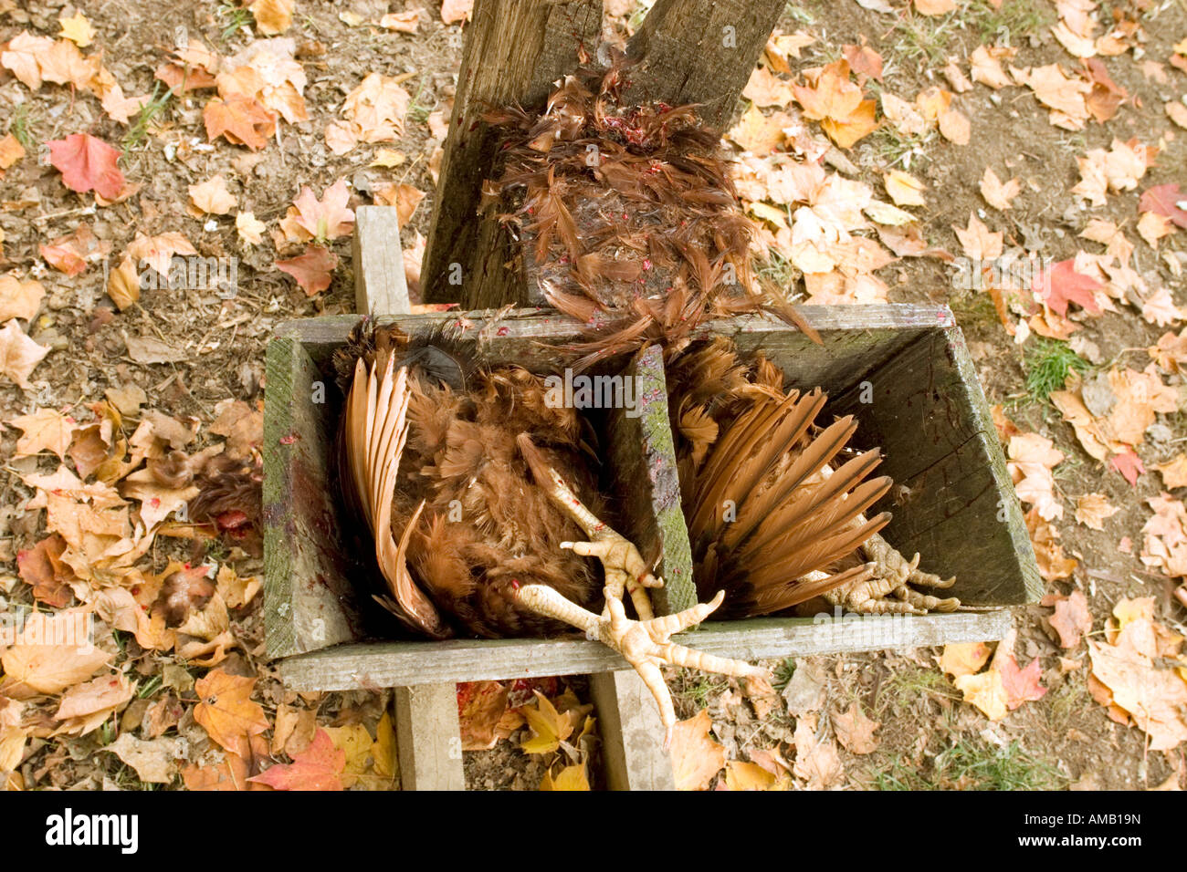 Hühner geschlachtet für Lebensmittel aus einem öffentlichen Park Demonstration Stadtbauernhof. Stockfoto