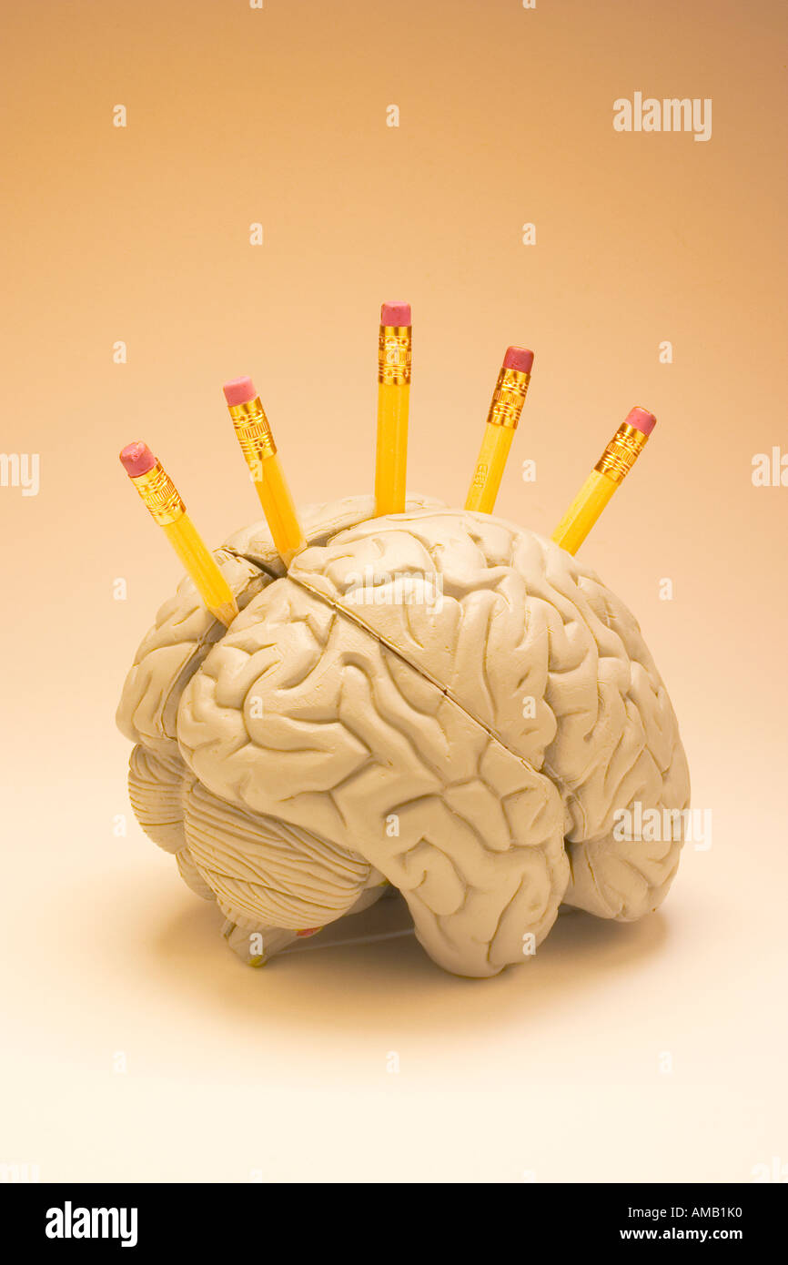 Menschlichen Gehirns mit Bleistiften Stockfoto