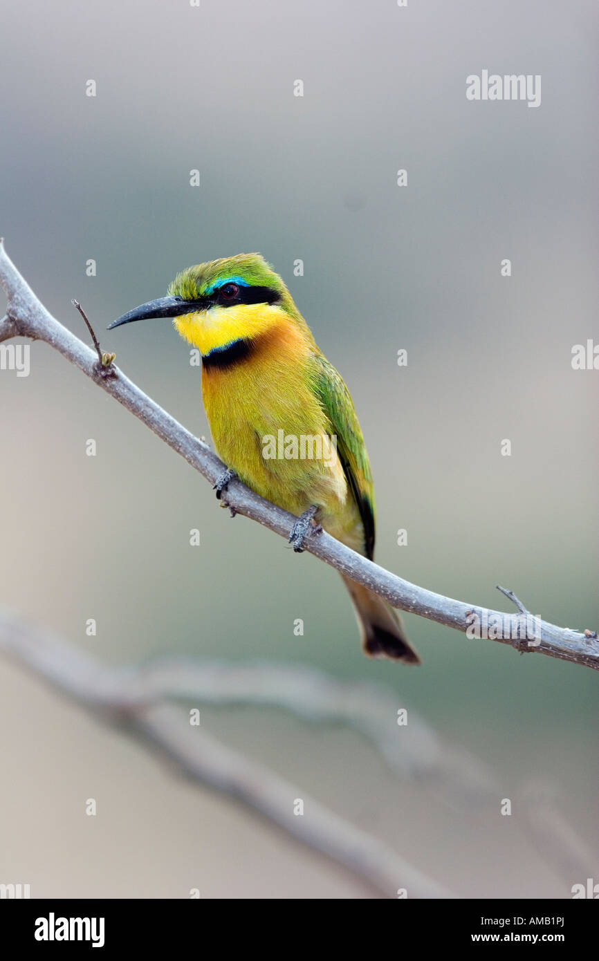 kleine Bienenfresser Merops percivali Stockfoto